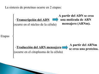 La síntesis de proteínas ocurre en 2 etapas:
A partir del ADN se crea

una molécula de ARN
 -Transcripción del ADN
mensajero (ARNm).

(ocurre en el núcleo de la célula)



Etapas 


A partir del ARNm
 -Traducción del ARN mensajero
se crea una proteína.
(ocurre en el citoplasma de la célula)



 