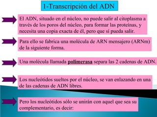 1-Transcripción del ADN
El ADN, situado en el núcleo, no puede salir al citoplasma a
través de los poros del núcleo, para formar las proteínas, y
necesita una copia exacta de él, pero que sí pueda salir.
Para ello se fabrica una molécula de ARN mensajero (ARNm)
de la siguiente forma.
Una molécula llamada polimerasa separa las 2 cadenas de ADN.
Los nucleótidos sueltos por el núcleo, se van enlazando en una
de las cadenas de ADN libres.
Pero los nucleótidos sólo se unirán con aquel que sea su
complementario, es decir:

 