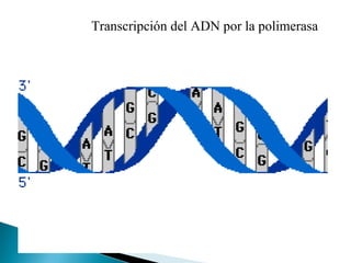 Transcripción del ADN por la polimerasa

 