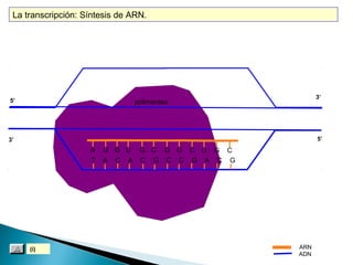 La transcripción: Síntesis de ARN.

5’

3’

polimerasa

5’

3’

A
T

(i)

U G U
A C A

G C G G C U G C
C G C C G A C G

ARN
ADN

 