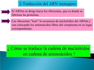 2-Traducción del ARN mensajero
El ARNm se dirige hacia los ribosomas, que es donde se
fabrican las proteínas.
Los ribosomas “leen” la secuencia de nucleótidos del ARNm y
van colocando los aminoácidos libres del citoplasma en su lugar
correspondiente.

¿ Cómo se traduce la cadena de nucleótidos
en cadena de aminoácidos ?

 
