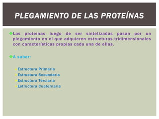 PLEGAMIENTO DE LAS PROTEÍNAS
Las proteínas luego de ser sintetizadas pasan por un
plegamiento en el que adquieren estructuras tridimensionales
con características propias cada una de ellas.
A saber:
Estructura
Estructura
Estructura
Estructura

Primaria
Secundaria
Terciaria
Cuaternaria

 
