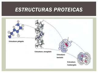 ESTRUCTURAS PROTEICAS

 