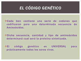 EL CÓDIGO GENÉTICO
Cada Gen contiene una serie de codones que
codificaran para una determinada secuencia de
Aminoácidos.
Dicha secuencia, cantidad y tipo de aminoácidos
determinará cual será la proteína sintetizada.
El
código
genético
es
UNIVERSAL
prácticamente todos los seres vivos.

para

 