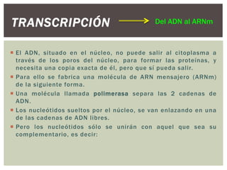 TRANSCRIPCIÓN

Del ADN al ARNm

 El ADN, situado en el núcleo, no puede salir al citoplasma a
través de los poros del núcleo, para formar las proteínas, y
necesita una copia exacta de él, pero que sí pueda salir.
 Para ello se fabrica una molécula de ARN mensajero (ARNm)
de la siguiente forma.
 Una molécula llamada polimerasa separa las 2 cadenas de
ADN.
 Los nucleótidos sueltos por el núcleo, se van enlazando en una
de las cadenas de ADN libres.
 Pero los nucleótidos sólo se unirán con aquel que sea su
complementario, es decir:

 