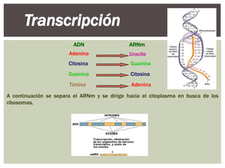 Transcripción
ADN

ARNm

Adenina

Uracilo

Citosina

Guanina

Guanina

Citosina

Timina

Adenina

A continuación se separa el ARNm y se dirige hacia el citoplasma en busca de los
ribosomas.

 
