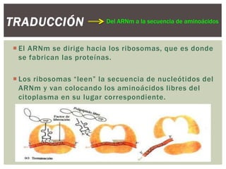 TRADUCCIÓN

Del ARNm a la secuencia de aminoácidos

 El ARNm se dirige hacia los ribosomas, que es donde
se fabrican las proteínas.
 Los ribosomas “leen” la secuencia de nucleótidos del
ARNm y van colocando los aminoácidos libres del
citoplasma en su lugar correspondiente.

 
