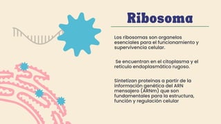 Síntesis de proteínas y partes de la célula | PDF