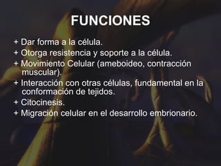 FUNCIONES + Dar forma a la célula. + Otorga resistencia y soporte a la célula. + Movimiento Celular (ameboideo, contracción muscular). + Interacción con otras células, fundamental en la conformación de tejidos. + Citocinesis. + Migración celular en el desarrollo embrionario. 