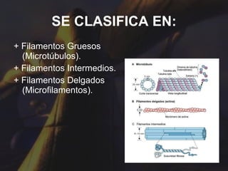 SE CLASIFICA EN: + Filamentos Gruesos (Microtúbulos). + Filamentos Intermedios. + Filamentos Delgados (Microfilamentos). 