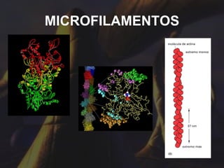 MICROFILAMENTOS 