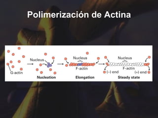 Polimerización de Actina 