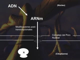 ADN ARNm Complejo del Poro Nuclear Modificaciones post-transcripcionales (Núcleo) (Citoplasma) R 