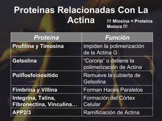 Proteínas Relacionadas Con La Actina !!! Miosina = Proteína Motora !!! Proteína Función Profilina y Timosina Impiden la polimerización de la Actina G Gelsolina “ Corona” o detiene la polimerización de Actina Polifosfoinosítido Remueve la cubierta de Gelsolina Fimbrina y Villina Forman Haces Paralelos Integrina, Talina, Fibronectina, Vinculina… Formación del Córtex Celular APP2/3 Ramificiación de Actina 