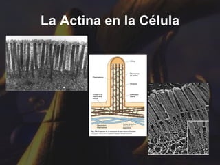 La Actina en la Célula 