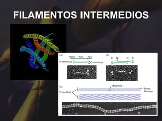 FILAMENTOS INTERMEDIOS 