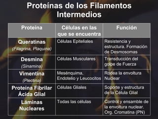 Proteínas de los Filamentos Intermedios Proteína Células en las que se encuentra Función Queratinas (Filagrina, Plaquina) Células Epiteliales Resistencia y estructura. Formación de Desmosomas Desmina (Sinamina) Células Musculares Transducción del golpe de Fuerza Vimentina (Plectina) Mesénquima, Endotelio y Leucocitos Rodea la envoltura Nuclear Proteína Fibrilar Ácida Glial Células Gliales Soporte y estructura de la Célula Glial Láminas Nucleares Todas las células Control y ensamble de la envoltura nuclear. Org. Cromatina (PN) 