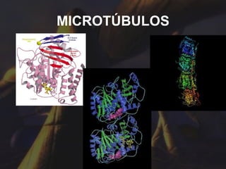 MICROTÚBULOS 