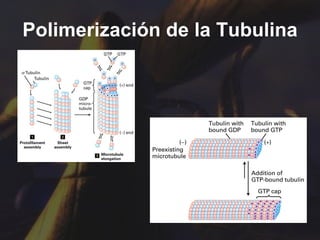 Polimerización de la Tubulina 