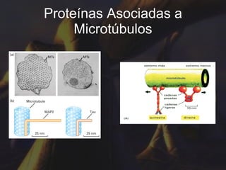 Proteínas Asociadas a Microtúbulos 