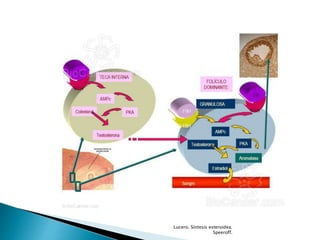 Lucero. Síntesis esteroidea.
Speeroff.
 