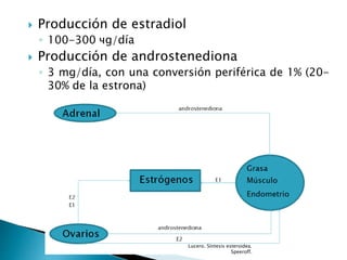  Producción de estradiol
◦ 100-300 чg/día
 Producción de androstenediona
◦ 3 mg/día, con una conversión periférica de 1% (20-
30% de la estrona)
Lucero. Síntesis esteroidea.
Speeroff.
 