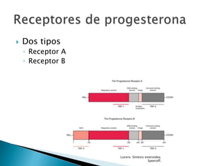 Dos tipos
◦ Receptor A
◦ Receptor B
Lucero. Síntesis esteroidea.
Speeroff.
 