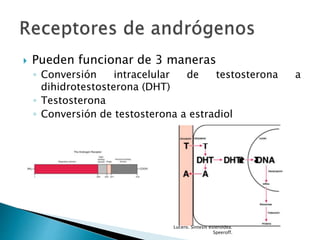  Pueden funcionar de 3 maneras
◦ Conversión intracelular de testosterona a
dihidrotestosterona (DHT)
◦ Testosterona
◦ Conversión de testosterona a estradiol
Lucero. Síntesis esteroidea.
Speeroff.
 