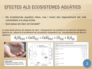  Els ecosistemes aquàtics (llacs, rius i mars) són especialment els més
vulnerables a la pluja àcida.
 Què passa als llacs de Canadà?
La pluja àcida elimina els dipòsits de calci, i desapareixen les poblacions de plàncton del gènere
Daphnia sp., afavorint la proliferació del competidor Holopedium sp., transformant-se els llacs en
«gelatina»
EFECTES ALS ECOSISTEMES AQUÀTICS
Altres dades
Daphnia sp. pH (òptim) 6.5-9.5
Holopediumsp.pH (òptim) 4.5-7.5 3
 