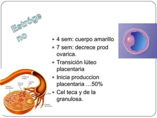  4 sem: cuerpo amarillo
 7 sem: decrece prod
  ovarica.
 Transición lúteo
  placentaria
 Inicia produccion
  placentaria …50%
 Cel teca y de la
  granulosa.
 