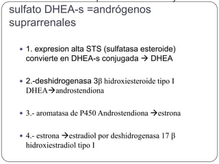 sulfato DHEA-s =andrógenos
suprarrenales

  1. expresion alta STS (sulfatasa esteroide)
   convierte en DHEA-s conjugada  DHEA

  2.-deshidrogenasa 3β hidroxiesteroide tipo I
   DHEAandrostendiona

  3.- aromatasa de P450 Androstendiona estrona


  4.- estrona estradiol por deshidrogenasa 17 β
   hidroxiestradiol tipo I
 