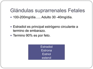 Glándulas suprarrenales Fetales
 100-200mg/dia….. Adulto 30 -40mg/dia.


 Estradiol es principal estrógeno circulante a
  termino de embarazo.
 Termino 90% es por feto.


                    Estradiol
                    Estrona
                     Estriol
                     esterol
 