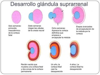 Desarrollo glándula suprarrenal


Seis semanas:       Siete semanas                                   Etapas avanzadas
primordio           Llegan las células    Ocho semanas:             de encapsulación de
mesodérmico         de la cresta neural   Aparece la corteza        la médula por la
de la corteza                             definitiva que            corteza
fetal                                     empieza a
                                          encapsular la médula




            Recién nacido que             Un año, la         4 años, La
            muestra una corteza fetal     corteza fetal      corteza fetal ha
            y dos zonas de la corteza     casi ha            desaparecido
            permanente                    desaparecido
 