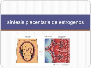 síntesis placentaria de estrogenos
 