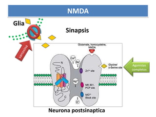 NMDAGliaSinapsissarcosinad-cicloserinaAgonistas completosNeurona postsinaptica