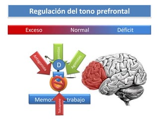 Regulación del tono prefrontalExceso                    Normal                    DéficitTolcaponeAgonistasAgonistasAntagonistaDD1D4COMTMemoria de trabajoMemoria de trabajo