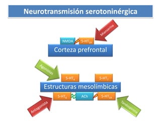 Neurotransmisión serotoninérgicaMianserina5-HT2ANMDACorteza prefrontalAgonistas5-HT45-HT7Estructuras mesolímbicas5-HT1AACh5-HT6TandospironaAntagonista