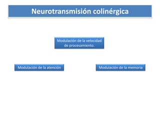 Neurotransmisión colinérgicaModulación de la velocidad de procesamiento.Modulación de la atenciónModulación de la memoria