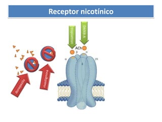 Receptor nicotínicoDMXB-AtropisetronAChdonepezilorivastigmina