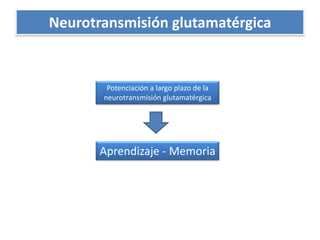 Neurotransmisión glutamatérgicaPotenciación a largo plazo de la neurotransmisión glutamatérgicaAprendizaje - Memoria