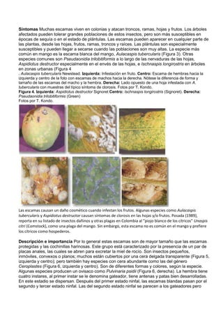 Síntomas Muchas escamas viven en colonias y atacan troncos, ramas, hojas y frutos. Los árboles
afectados pueden tolerar grandes poblaciones de estos insectos, pero son más susceptibles en
épocas de sequía o en el estado de plántulas. Las escamas pueden aparecer en cualquier parte de
las plantas, desde las hojas, frutos, ramas, troncos y raíces. Las plántulas son especialmente
susceptibles y pueden llegar a secarse cuando las poblaciones son muy altas. La especie más
común en mango es la escama blanca del mango, Aulacaspis tubercularis (Figura 3). Otras
especies comunes son Pseudaonidia trilobitiformis a lo largo de las nervaduras de las hojas,
Aspidiotus destructor especialmente en el envés de las hojas, e Ischnaspis longirostris en árboles
en zonas urbanas (Figura 4
. Aulacaspis tubercularis Newstead. Izquierda: Infestación en fruto. Centro: Escama de hembras hacia la
izquierda y centro de la foto con escamas de machos hacia la derecha. Nótese la diferencia de forma y
tamaño de las escamas del macho y la hembra. Derecha: Lado opuesto de una hoja infestada con A.
tubercularis con muestras del típico síntoma de clorosis. Fotos por T. Kondo.
Figura 4. Izquierda: Aspidiotus destructor Signoret Centro: Ischnaspis longirostris (Signoret). Derecha:
Pseudaonidia trilobitiformis (Green)
Fotos por T. Kondo.




Las escamas causan un daño cosmético cuando infestan los frutos. Algunas especies como Aulacaspis
tubercularis y Aspidiotus destructor causan síntomas de clorosis en las hojas y/o frutos. Posada (1989),
reporta en su listado de insectos dañinos y otras plagas en Colombia al "piojo blanco de los cítricos" Unaspis
citri (Comstock), como una plaga del mango. Sin embargo, esta escama no es común en el mango y prefiere
los cítricos como hospederos.

Descripción e importancia Por lo general estas escamas son de mayor tamaño que las escamas
protegidas y las cochinillas harinosas. Este grupo está caracterizado por la presencia de un par de
placas anales, las cuales se abren para excretar la miel de rocío. Son insectos pequeños,
inmóviles, convexos o planos; muchos están cubiertos por una cera delgada transparente (Figura 5,
izquierda y centro); pero también hay especies con cera abundante como las del género
Ceroplastes (Figura 6, izquierda y centro). Son de diferentes formas y colores, según la especie.
Algunas especies producen un ovisaco como Pulvinaria psidii (Figura 6, derecha). La hembra tiene
cuatro instares, al primer instar se le denomina gateador, tiene antenas y patas bien desarrolladas.
En este estadio se dispersan. Después del primer estado ninfal, las escamas blandas pasan por el
segundo y tercer estado ninfal. Las del segundo estado ninfal se parecen a los gateadores pero
 