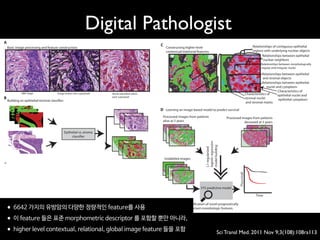 Constructing higher-level
contextual/relational features:
Relationships between epithelial
nuclear neighbors
Relationships between morphologically
regular and irregular nuclei
Relationships between epithelial
and stromal objects
Relationships between epithelial
nuclei and cytoplasm
Characteristics of
stromal nuclei
and stromal matrix
Characteristics of
epithelial nuclei and
epithelial cytoplasm
Building an epithelial/stromal classifier:
Epithelial vs.stroma
classifier
Epithelial vs.stroma
classifier
B
Basic image processing and feature construction:
H&E image Image broken into superpixels Nuclei identified within
each superpixel
A
Relationships of contiguous epithelial
regions with underlying nuclear objects
Learning an image-based model to predict survival
Processed images from patients Processed images from patients
C
D
onNovember17,2011stm.sciencemag.orgwnloadedfrom
TMAs contain 0.6-mm-diameter cores (median
of two cores per case) that represent only a small
sample of the full tumor. We acquired data from
two separate and independent cohorts: Nether-
lands Cancer Institute (NKI; 248 patients) and
Vancouver General Hospital (VGH; 328 patients).
Unlike previous work in cancer morphom-
etry (18–21), our image analysis pipeline was
not limited to a predefined set of morphometric
features selected by pathologists. Rather, C-Path
measures an extensive, quantitative feature set
from the breast cancer epithelium and the stro-
ma (Fig. 1). Our image processing system first
performed an automated, hierarchical scene seg-
mentation that generated thousands of measure-
ments, including both standard morphometric
descriptors of image objects and higher-level
contextual, relational, and global image features.
The pipeline consisted of three stages (Fig. 1, A
to C, and tables S8 and S9). First, we used a set of
processing steps to separate the tissue from the
background, partition the image into small regions
of coherent appearance known as superpixels,
find nuclei within the superpixels, and construct
Constructing higher-level
contextual/relational features:
Relationships between epithelial
nuclear neighbors
Relationships between morphologically
regular and irregular nuclei
Relationships between epithelial
and stromal objects
Relationships between epithelial
nuclei and cytoplasm
Characteristics of
stromal nuclei
and stromal matrix
Characteristics of
epithelial nuclei and
epithelial cytoplasm
Epithelial vs.stroma
classifier
Epithelial vs.stroma
classifier
Relationships of contiguous epithelial
regions with underlying nuclear objects
Learning an image-based model to predict survival
Processed images from patients
alive at 5 years
Processed images from patients
deceased at 5 years
L1-regularized
logisticregression
modelbuilding
5YS predictive model
Unlabeled images
Time
P(survival)
C
D
Identification of novel prognostically
important morphologic features
basic cellular morphologic properties (epithelial reg-
ular nuclei = red; epithelial atypical nuclei = pale blue;
epithelial cytoplasm = purple; stromal matrix = green;
stromal round nuclei = dark green; stromal spindled
nuclei = teal blue; unclassified regions = dark gray;
spindled nuclei in unclassified regions = yellow; round
nuclei in unclassified regions = gray; background =
white). (Left panel) After the classification of each
image object, a rich feature set is constructed. (D)
Learning an image-based model to predict survival.
Processed images from patients alive at 5 years after
surgery and from patients deceased at 5 years after
surgery were used to construct an image-based prog-
nostic model. After construction of the model, it was
applied to a test set of breast cancer images (not
used in model building) to classify patients as high
or low risk of death by 5 years.
www.ScienceTranslationalMedicine.org 9 November 2011 Vol 3 Issue 108 108ra113 2
onNovember17,2011stm.sciencemag.orgDownloadedfrom
Digital Pathologist
•6642 가지의 유방암의 다양한 정량적인 feature를 사용
•이 feature 들은 표준 morphometric descriptor 를 포함할 뿐만 아니라,
•higher level contextual, relational, global image feature 들을 포함
Sci Transl Med. 2011 Nov 9;3(108):108ra113
 