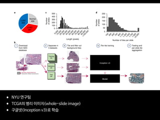 • NYU 연구팀
• TCGA의 병리 이미지(whole-slide image)
• 구글넷(Inception v3)로 학습
ARTICLESNATURE MEDICINE
and that of each pathologist, of their consensus and finally of our
deep-learning model (with an optimal threshold leading to sensitiv-
ity and specificity of 89% and 93%) using Cohen’s Kappa statistic
approach). Each TCGA image is almost exclusively composed of
either LUAD cells, LUSC cells, or normal lung tissue. As a result,
several images in the two new datasets contain features that the
Normal
459
LUAD
567
LUSC
609
0
100
200
300
400
500
5,00015,00025,00035,00045,00055,00065,00075,00085,00095,000
>100,000
Number
ofslides
Length (pixels)
0
50
100
150
200
250
100
300
500
700
9001,1001,3001,5001,7001,900>2,000
Number
ofslides
Number of tiles per slide
Validation
set
Test
set
Training
set
iiDownload
from GDC
database
Separate in
3 datasets
Tile and filter out
background tiles
Per-tile training Testing and
per-slide tile
aggregation
a c
b
d
iiii viv
Inception v3
Model
Fig. 1 | Data and strategy. a, Number of whole-slide images per class. b, Strategy for training. (b, i), Images of lung cancer tissues were first downloaded
from the Genomic Data Commons database; (b, ii), slides were then separated into a training (70%), a validation (15%) and a test set (15%); (b, iii), slides
were tiled by nonoverlapping 512-×512-pixel windows, omitting those with over 50% background; (b, iv), the Inception v3 architecture was used and
partially or fully retrained using the training and validation tiles; (b, v), classifications were performed on tiles from an independent test set, and the results
were finally aggregated per slide to extract the heatmaps and the AUC statistics. c, Size distribution of the images widths (gray) and heights (black).
d, Distribution of the number of tiles per slide.
 