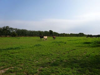 Snur om-gaaard - mobile hestestalde