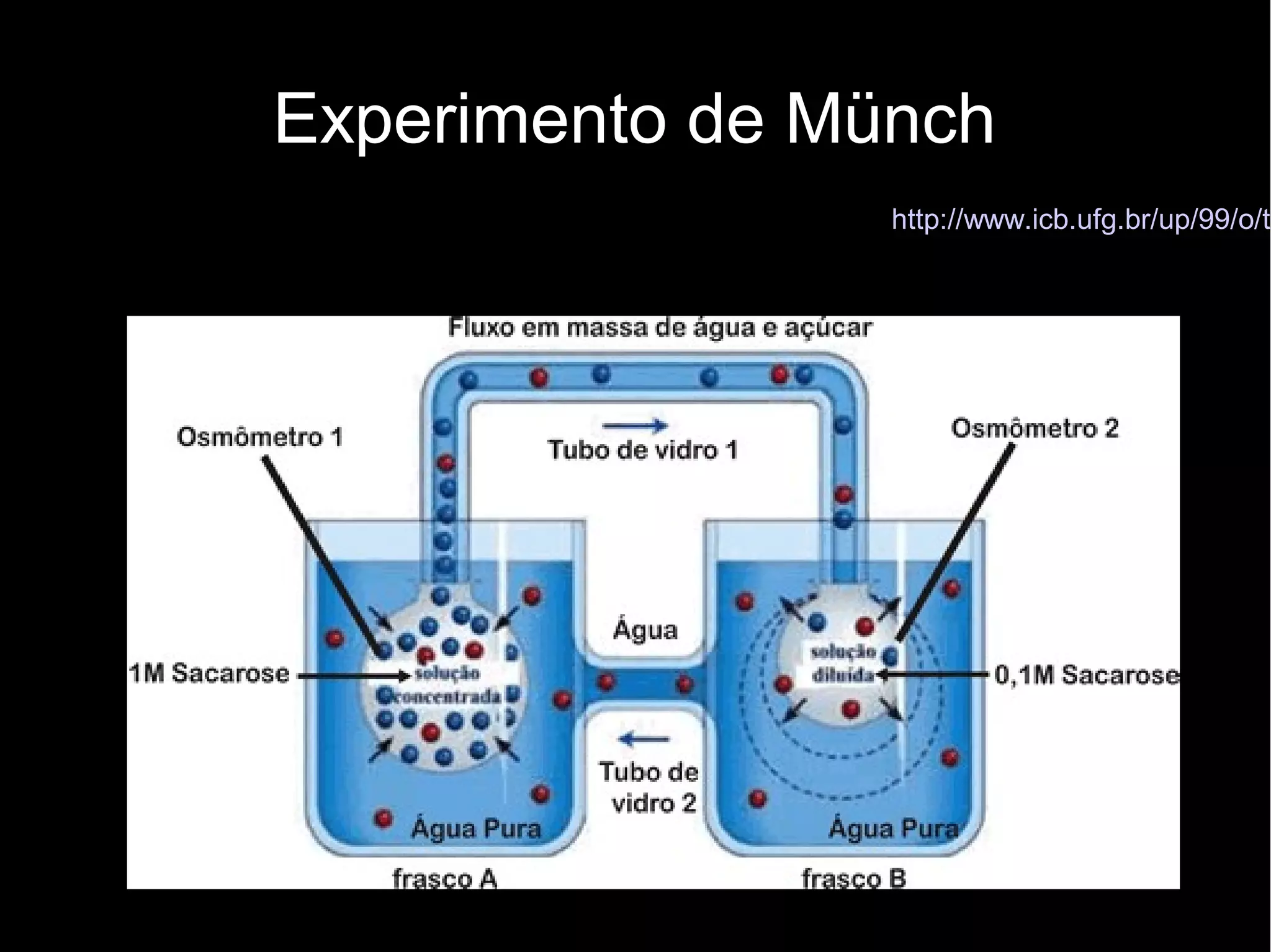 Experimento de Münch
http://www.icb.ufg.br/up/99/o/transoluto.