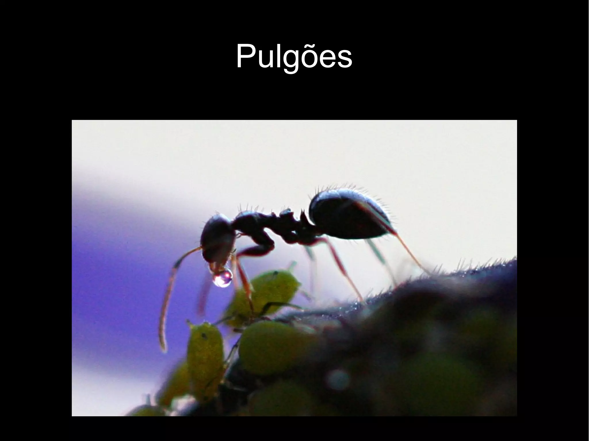Pulgões