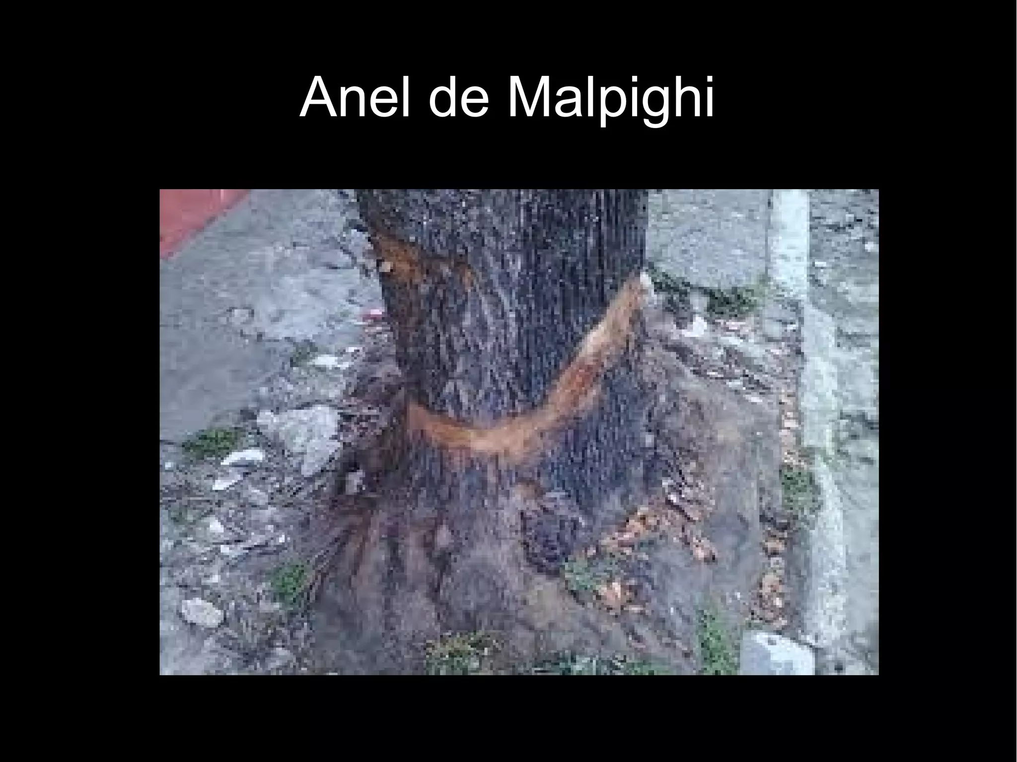 Anel de Malpighi