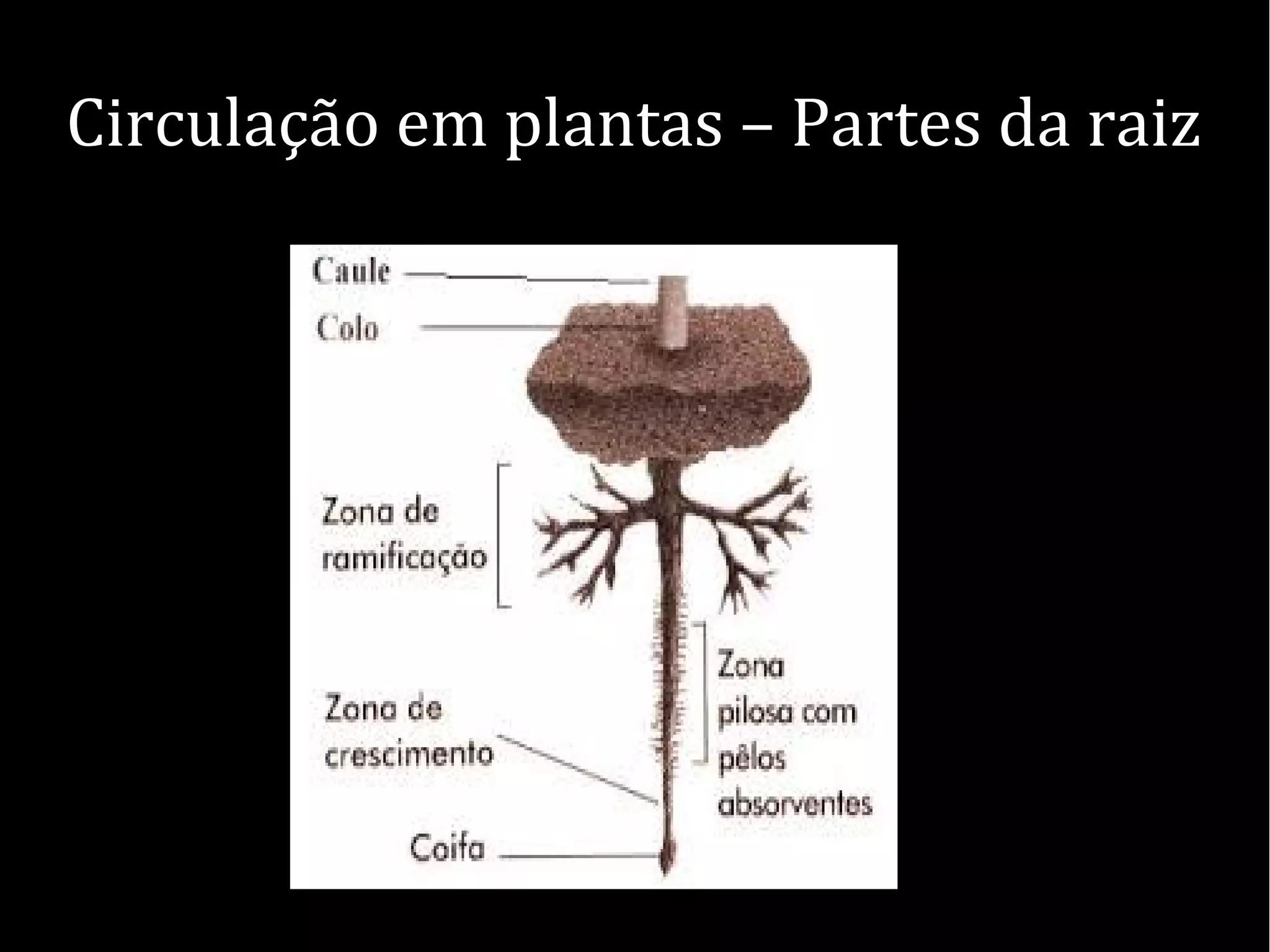Circulação em plantas – Partes da raiz