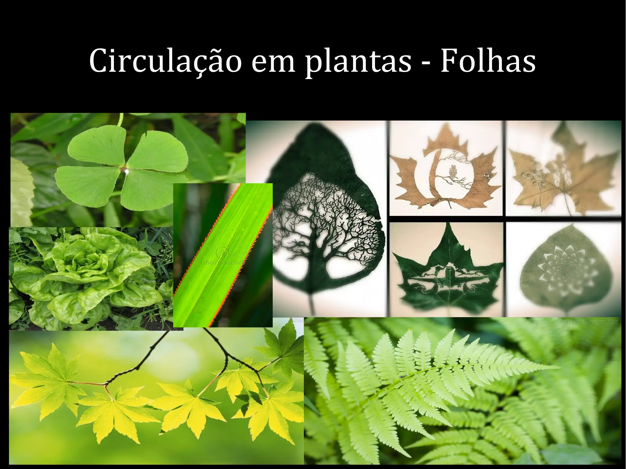 Circulação em plantas - Folhas