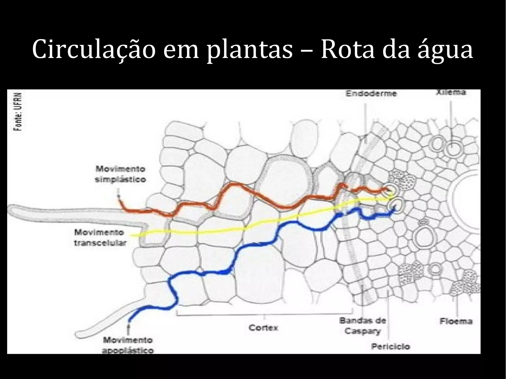 Circulação em plantas – Rota da água